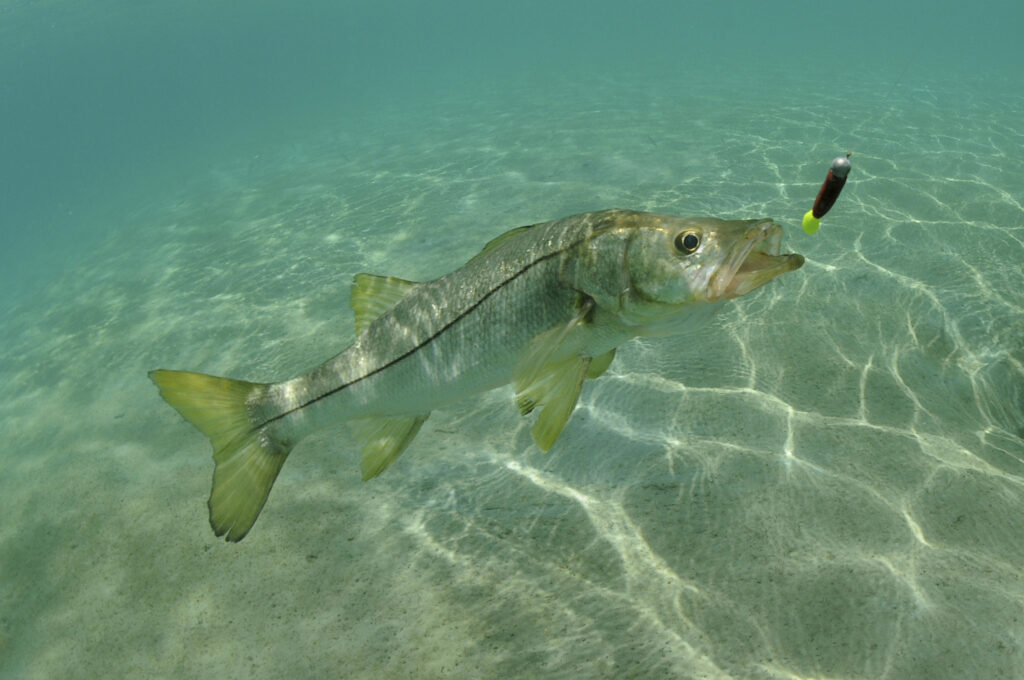 How to Fish for Snook: The Complete Guide
