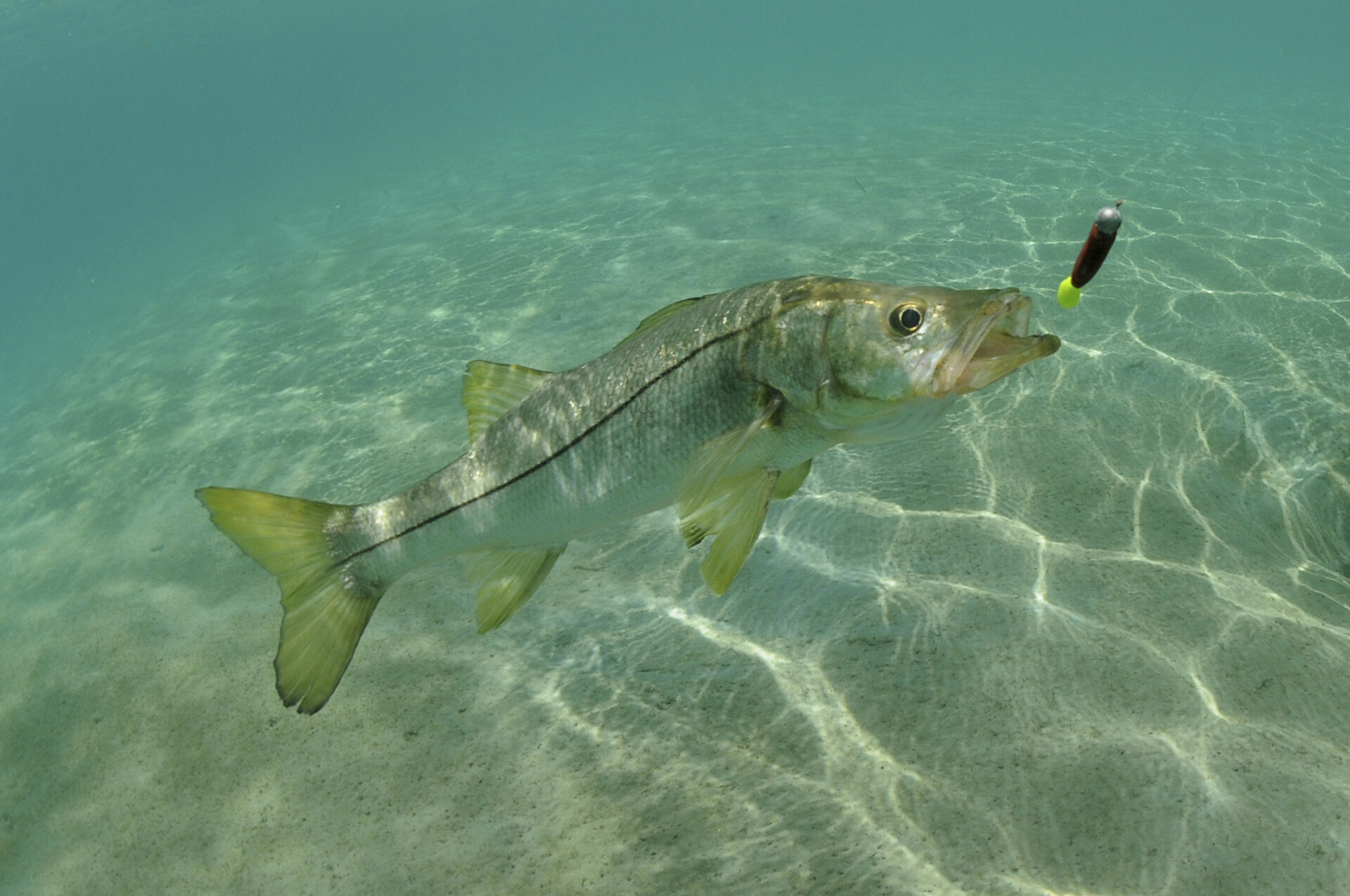 Choosing the Right Colors: A Guide to Lures for Snook Fishing